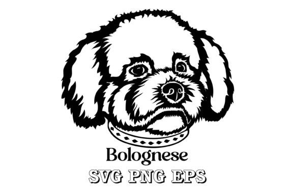 Bolognese Dog Silhouette Breeds Face